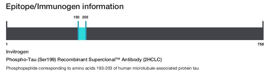 Phospho-Tau (Ser199) Recombinant Superclonal&trade; Antibody (2HCLC)