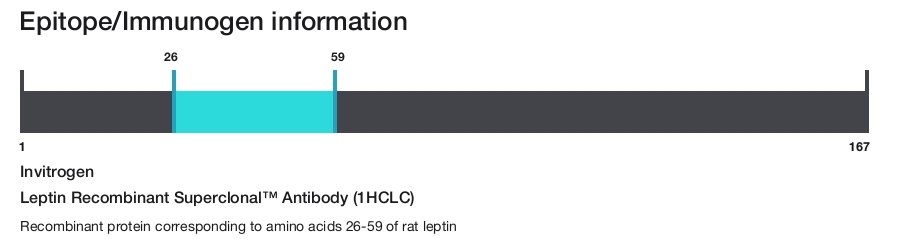 Leptin Recombinant Superclonal&trade; Antibody (1HCLC)