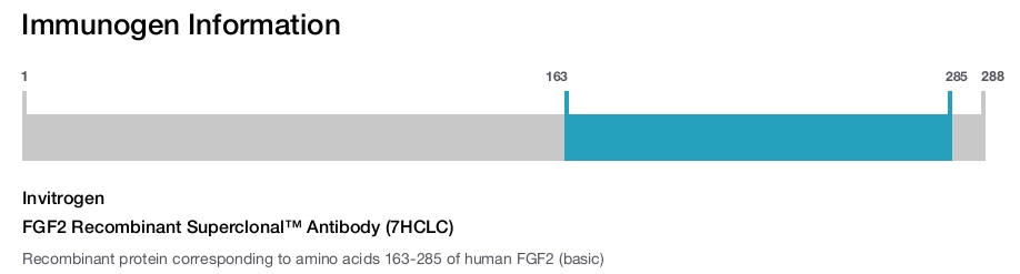 FGF2 Recombinant Superclonal™ Antibody (7HCLC)