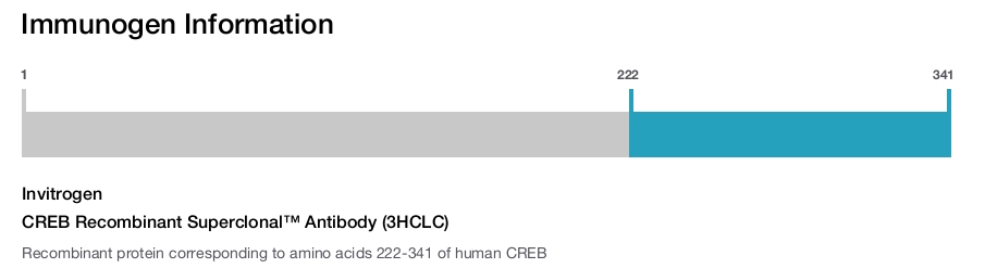 CREB Recombinant Superclonal™ Antibody (3HCLC)