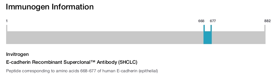 E-cadherin Recombinant Superclonal™ Antibody (5HCLC)