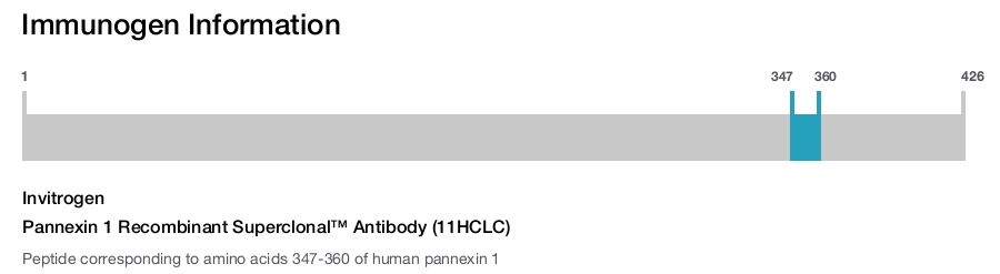 Pannexin 1 Recombinant Superclonal&trade; Antibody (11HCLC)