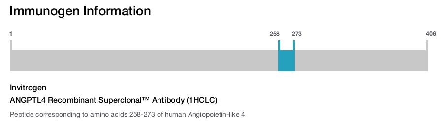 ANGPTL4 Recombinant Superclonal™ Antibody (1HCLC)