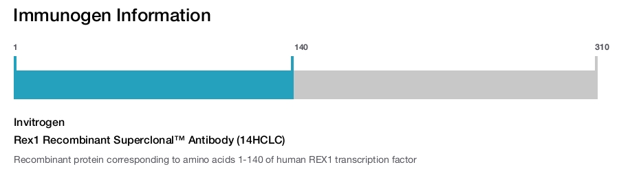 Rex1 Recombinant Superclonal™ Antibody (14HCLC)