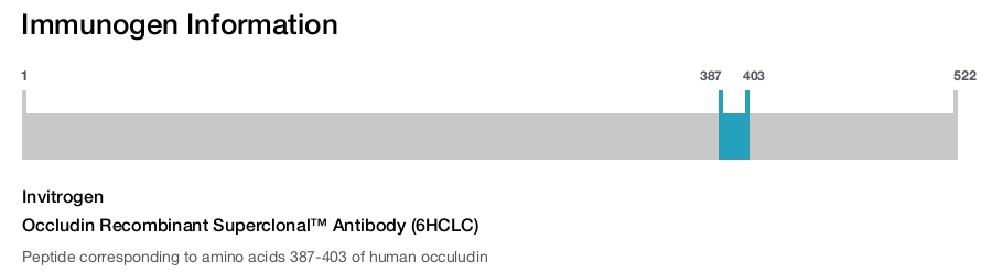 Occludin Recombinant Superclonal™ Antibody (6HCLC)