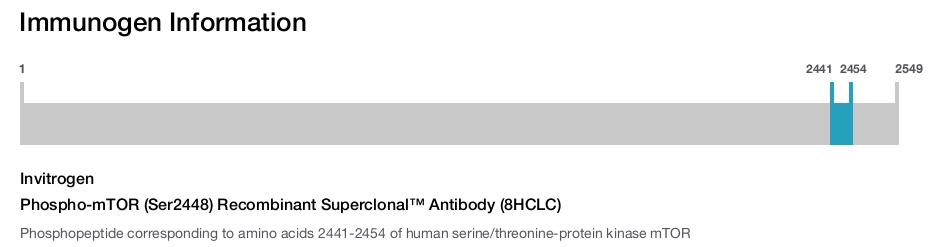 Phospho-mTOR (Ser2448) Recombinant Superclonal™ Antibody (8HCLC)