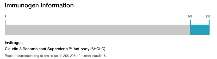 Claudin 8 Recombinant Superclonal&trade; Antibody (6HCLC)