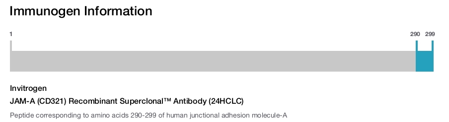JAM-A (CD321) Recombinant Superclonal™ Antibody (24HCLC)