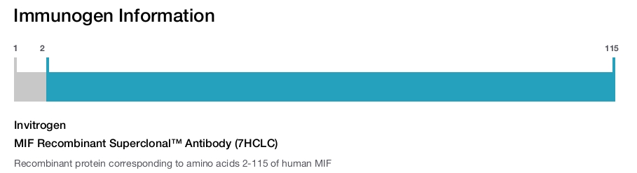 MIF Recombinant Superclonal™ Antibody (7HCLC)