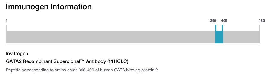 GATA2 Recombinant Superclonal™ Antibody (11HCLC)