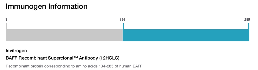 BAFF Recombinant Superclonal™ Antibody (12HCLC)