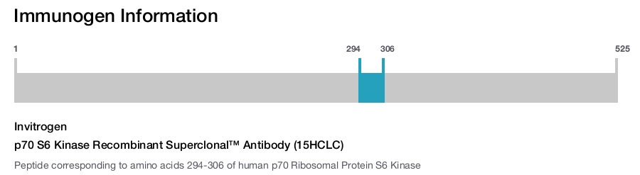 p70 S6 Kinase Recombinant Superclonal™ Antibody (15HCLC)