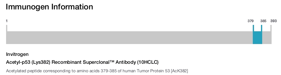 Acetyl-p53 (Lys382) Recombinant Superclonal™ Antibody (10HCLC)