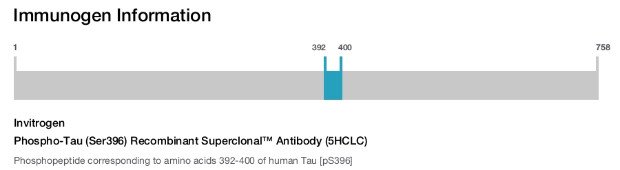 Phospho-Tau (Ser396) Recombinant Superclonal™ Antibody (5HCLC)