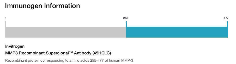 MMP3 Recombinant Superclonal&trade; Antibody (45HCLC)