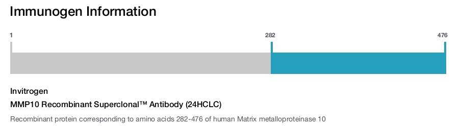 MMP10 Recombinant Superclonal™ Antibody (24HCLC)