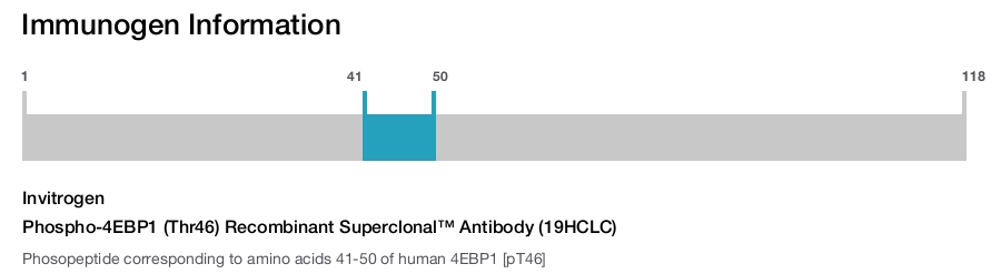 Phospho-4EBP1 (Thr46) Recombinant Superclonal™ Antibody (19HCLC)
