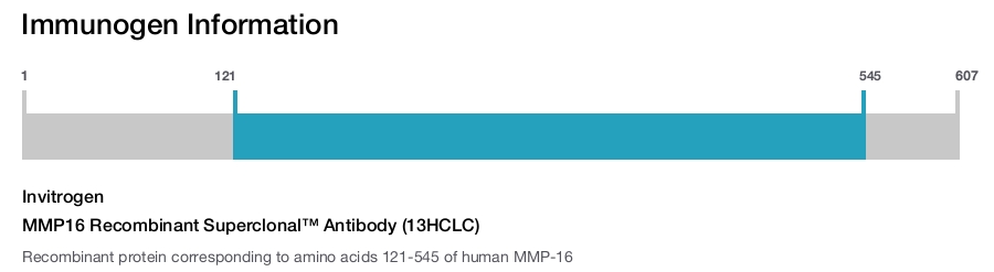MMP16 Recombinant Superclonal&trade; Antibody (13HCLC)