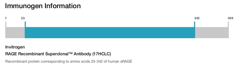 RAGE Recombinant Superclonal&trade; Antibody (17HCLC)