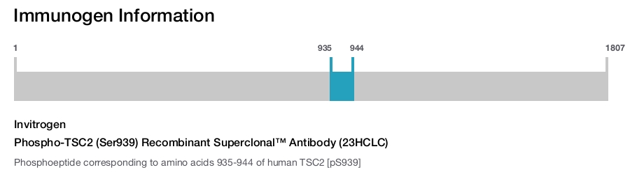 Phospho-TSC2 (Ser939) Recombinant Superclonal™ Antibody (23HCLC)