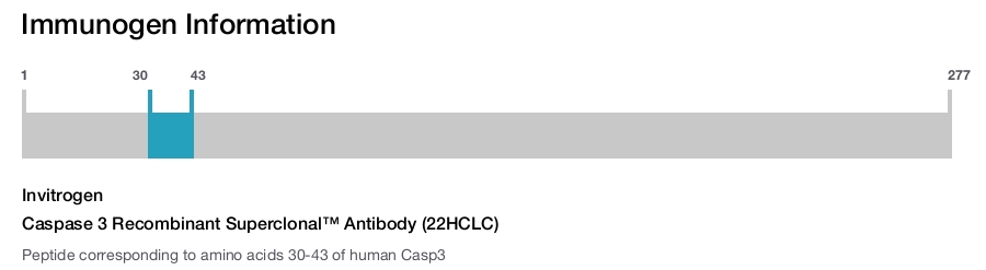 Caspase 3 Recombinant Superclonal™ Antibody (22HCLC)