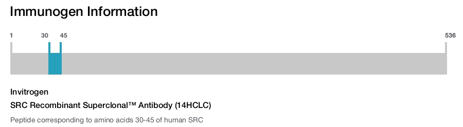 SRC Recombinant Superclonal™ Antibody (14HCLC)