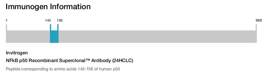 NFkB p50 Recombinant Superclonal™ Antibody (24HCLC)