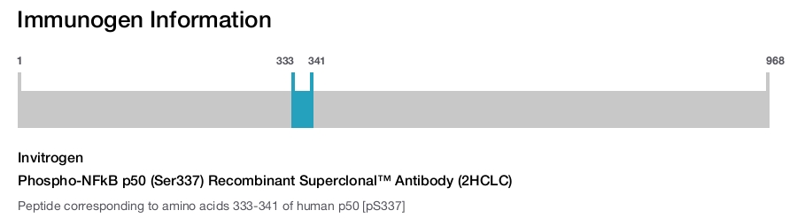 Phospho-NFkB p50 (Ser337) Recombinant Superclonal™ Antibody (2HCLC)