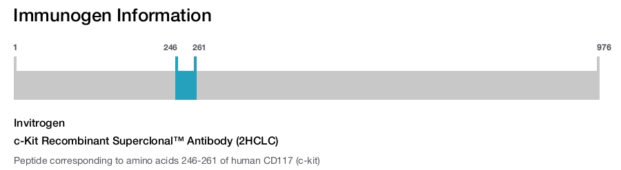 c-Kit Recombinant Superclonal™ Antibody (2HCLC)