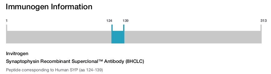 Synaptophysin Recombinant Superclonal™ Antibody (8HCLC)