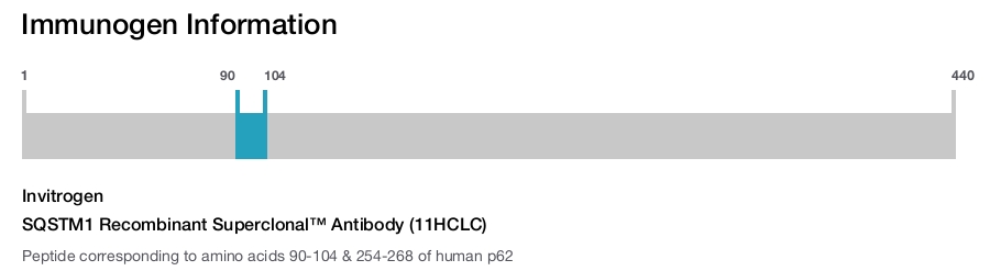 SQSTM1 Recombinant Superclonal™ Antibody (11HCLC)