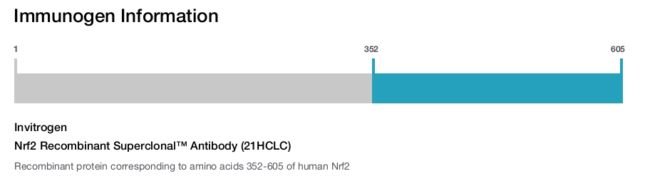 Nrf2 Recombinant Superclonal™ Antibody (21HCLC)