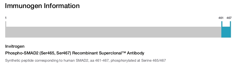 Phospho-SMAD2 (Ser465, Ser467) Recombinant Superclonal™ Antibody