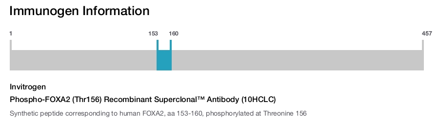 Phospho-FOXA2 (Thr156) Recombinant Superclonal™ Antibody (10HCLC)