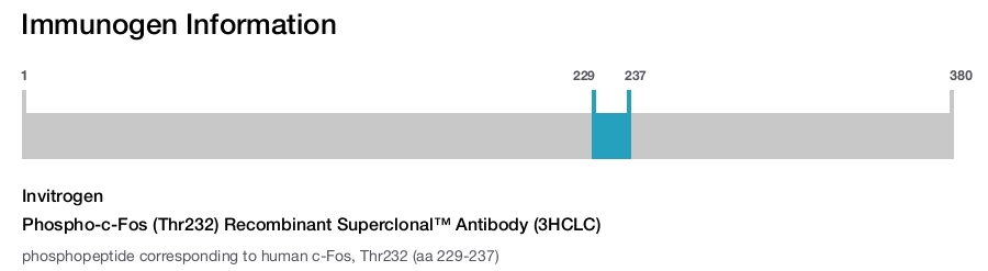 Phospho-c-Fos (Thr232) Recombinant Superclonal&trade; Antibody (3HCLC)