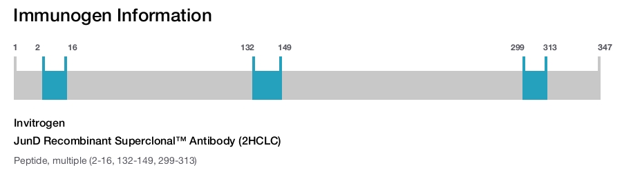 JunD Recombinant Superclonal&trade; Antibody (2HCLC)