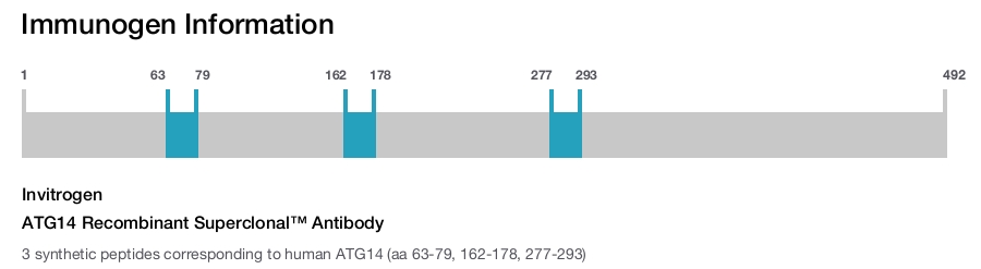 ATG14 Recombinant Superclonal™ Antibody