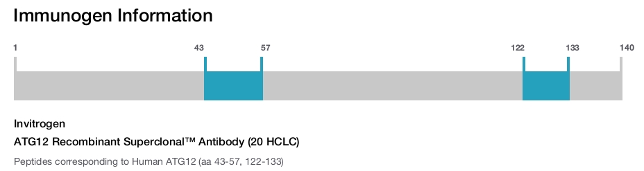 ATG12 Recombinant Superclonal&trade; Antibody (20 HCLC)