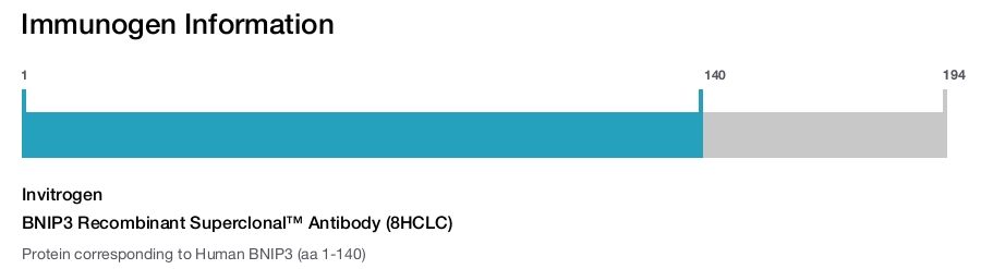 BNIP3 Recombinant Superclonal™ Antibody (8HCLC)
