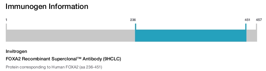 FOXA2 Recombinant Superclonal™ Antibody (9HCLC)