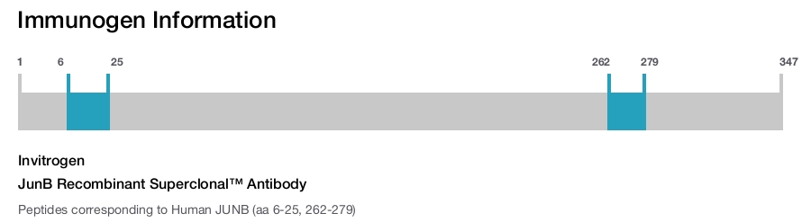JunB Recombinant Superclonal™ Antibody