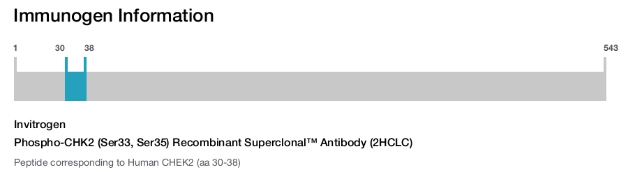 Phospho-CHK2 (Ser33, Ser35) Recombinant Superclonal&trade; Antibody (2HCLC)