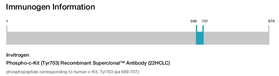 Phospho-c-Kit (Tyr703) Recombinant Superclonal™ Antibody (22HCLC)