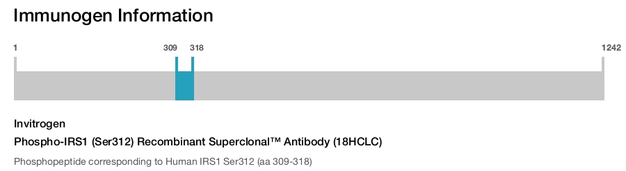 Phospho-IRS1 (Ser312) Recombinant Superclonal™ Antibody (18HCLC)
