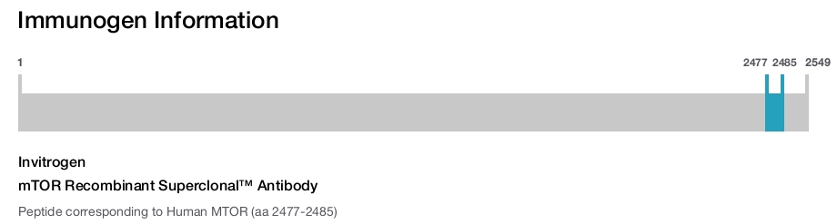 mTOR Recombinant Superclonal&trade; Antibody