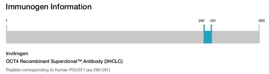 OCT4 Recombinant Superclonal™ Antibody (3HCLC)
