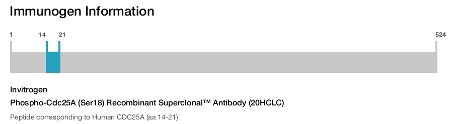 Phospho-Cdc25A (Ser18) Recombinant Superclonal™ Antibody (20HCLC)