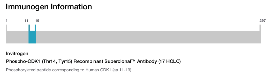 Phospho-CDK1 (Thr14, Tyr15) Recombinant Superclonal™ Antibody (17 HCLC)