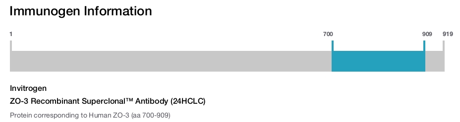 ZO-3 Recombinant Superclonal™ Antibody (24HCLC)