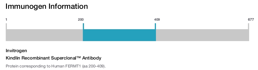 Kindlin Recombinant Superclonal&trade; Antibody